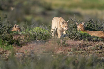 The Cougar (Puma concolor)