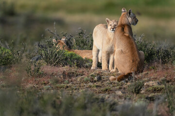 The Cougar (Puma concolor)