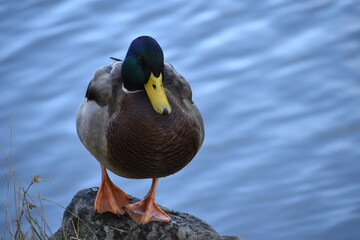 The autumn air at the pond along with the beautiful goose in Sapporo Japan