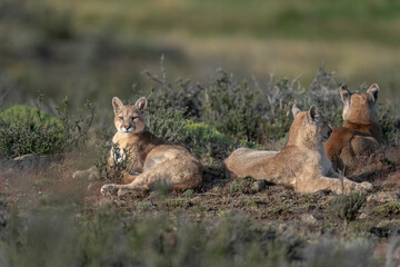 The Cougar (Puma concolor)