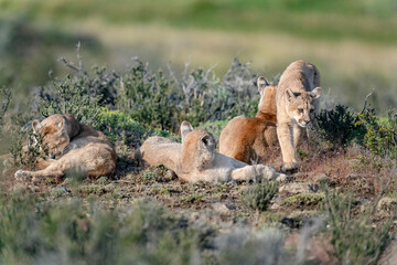 The Cougar (Puma concolor)