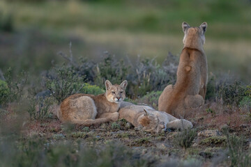 The Cougar (Puma concolor)