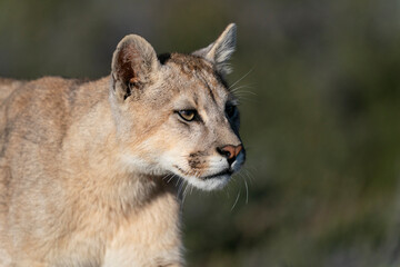 Obraz na płótnie Canvas The Cougar (Puma concolor)