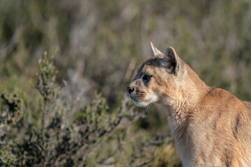 The Cougar (Puma concolor)