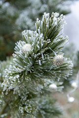Natur im Winter mit vereisten Pflanzen bei kaltem Wetter