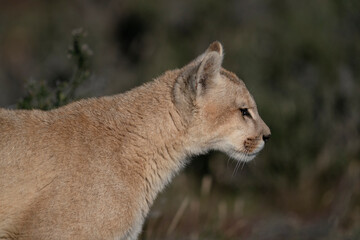 The Cougar (Puma concolor)