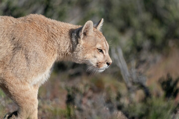 Obraz premium The Cougar (Puma concolor)