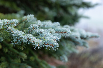 Natur im Winter mit vereisten Pflanzen bei kaltem Wetter