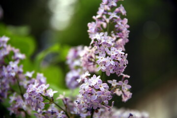 Selective focus on bunches with lilac flowers