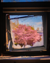 Cherry tree in the window