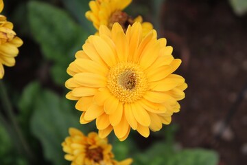 Sunny summer flower