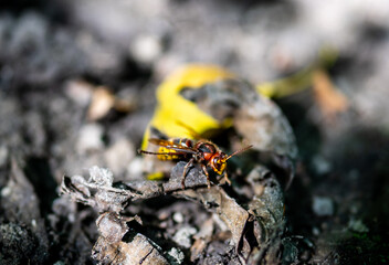 Asian Hornet during summer - Macro Photography