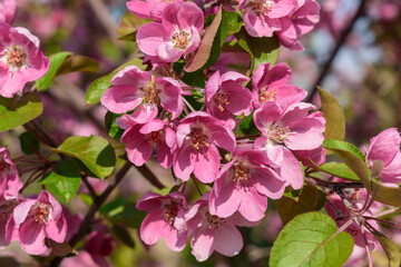 Blooming branch of wild apple tree in spring. Pink flower petals. Selective focus.