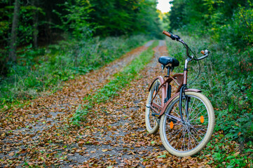 Rower w lesie jesienią © Wojciech