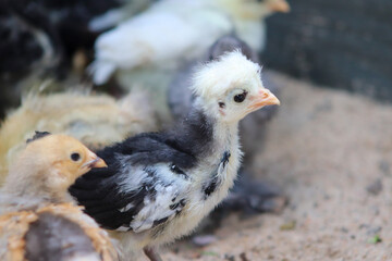 Young baby Polish Bantam hen chick in the sand