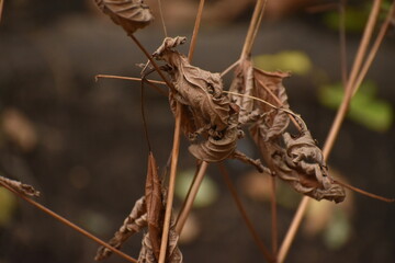 The beautiful composition of the autumn falling leaves in Sapporo Japan