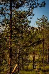 Fototapeta premium autumn in the forest