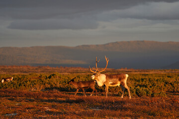 Rentierherde in Schweden im Herbst bei Sonnenuntergang auf der Flatruet
