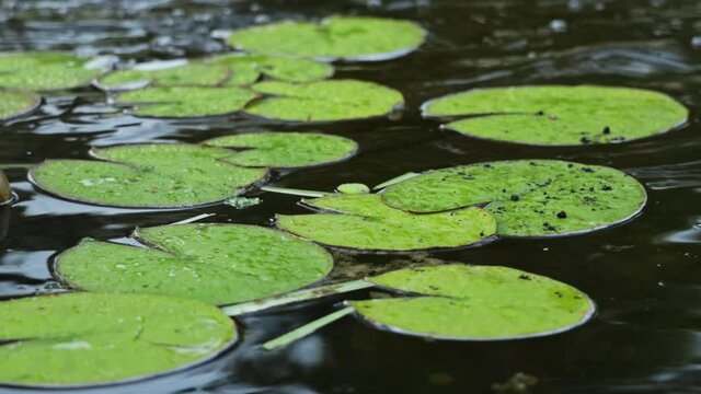water lily leaves moving in the water pond