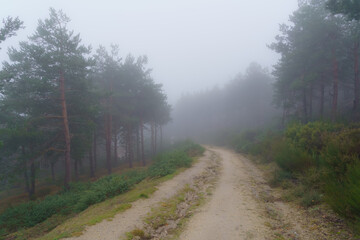 Thick fog landscape in the forest that prevents you from seeing clearly.
