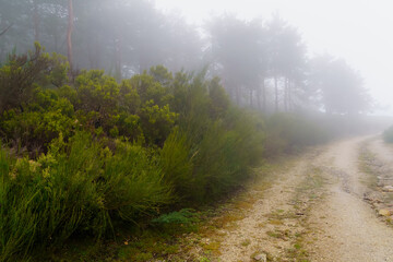 Obraz premium Thick fog landscape in the forest that prevents you from seeing clearly. 