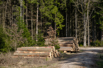 Lagerung von Baumstämmen an einem Waldweg (Holzwirtschaft)