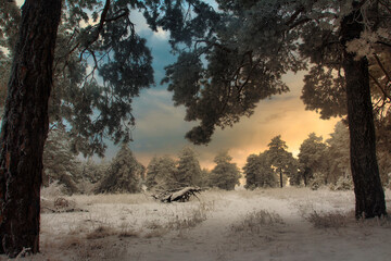 winter forest in Harz mountains