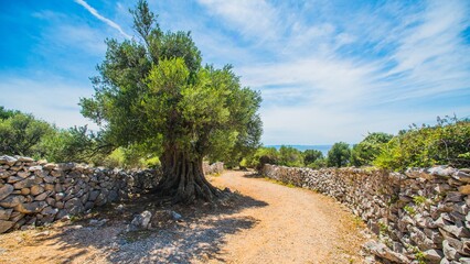 Olive Trees Garden, Mediterranean old olive field. Croatia olive grove, Lun, island Pag. - Image