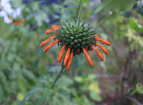 Leonotis leonurus, also known as lion's tail and wild dagga in the garden. It is known for its medicinal properties. Botanical, natural, herb, and flower concept.