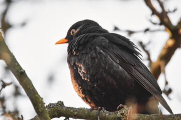 Amsel in der Abendsonne