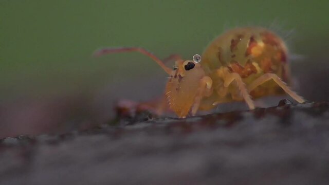 Kugelspringer am Waldboden (ca. 1mm gro&szlig;)
