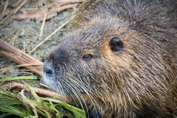Wild nutria on the bank of a stream - Myocastor coypus