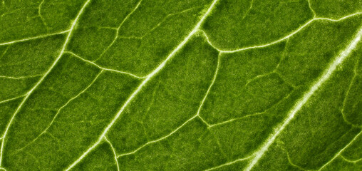 Green lettuce leaf with white lines