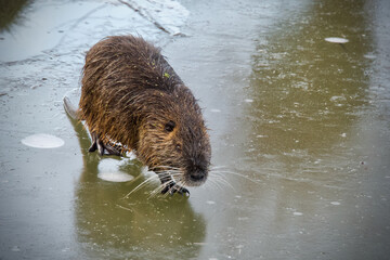 Wild nutria on the bank of a stream - Myocastor coypus