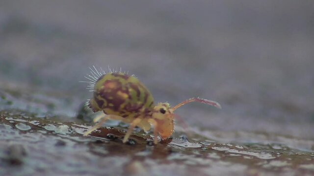 Kugelspringer am Waldboden (ca. 1mm gro&szlig;)