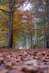 An avenue of trees from a low vantage point with the withered leaves in the foreground and the autumn colors in the background.