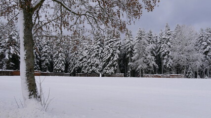 Fototapeta na wymiar Winterlandschaft mit Brennholz