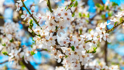 Flowering tree in the spring. White plum flowers