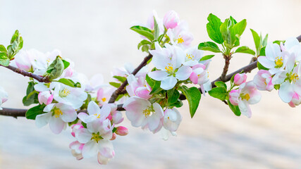 Pink flowers of a blossoming apple-tree in a spring garden near the river