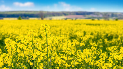 Obraz premium Rapeseed blossoms in a spring field. Rapeseed cultivation
