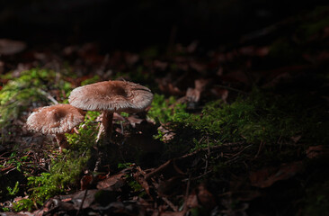 mushroom in the swiss forest
