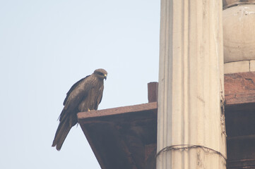 Black kite Milvus migrans perched on the cornice of a monument. Old Delhi. Delhi. India.