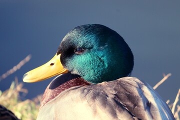 Erpel der Stockente im Portrait