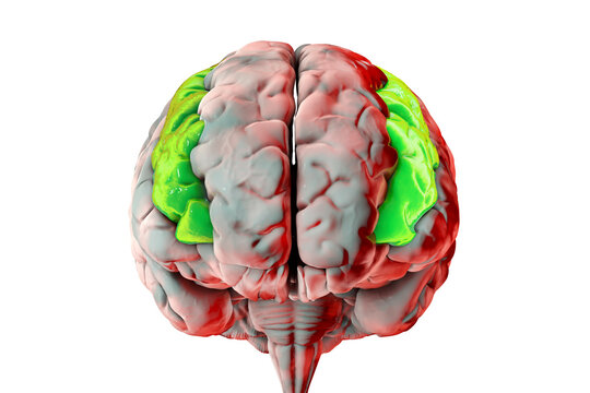 Human brain with highlighted middle frontal gyrus