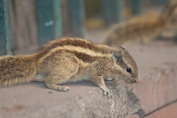 Indian palm squirrel Funambulus palmarum. Old Delhi. Delhi. India.
