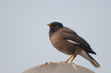 Common myna Acridotheres tristis in Old Delhi. Delhi. India.