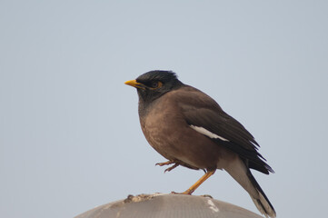Common myna Acridotheres tristis resting. Old Delhi. Delhi. India.