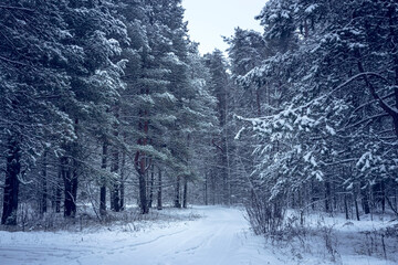 Beautiful winter landscape with snow covered trees in the morning. Christmas and happy new year concept.