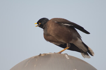 Common myna Acridotheres tristis calling and stretching. Old Delhi. Delhi. India.