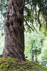 Beautiful mystic cemetery in France, in the forest